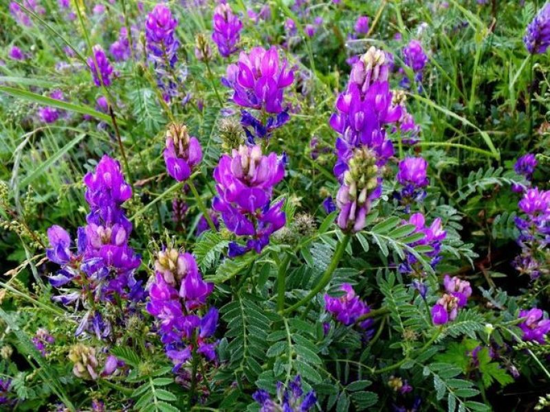 沙打旺种子多年生牧草养殖绿化均可绿化护坡固土防沙耐寒耐贫
