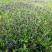 沙打旺种子多年生牧草养殖绿化均可绿化护坡固土防沙耐寒耐贫