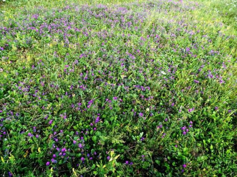 沙打旺种子多年生牧草养殖绿化均可绿化护坡固土防沙耐寒耐贫