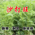 沙打旺种子多年生牧草养殖绿化均可绿化护坡固土防沙耐寒耐贫