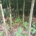 发财树