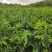 树仔菜苗五指山野菜苗天绿香菜苗野菜苗
