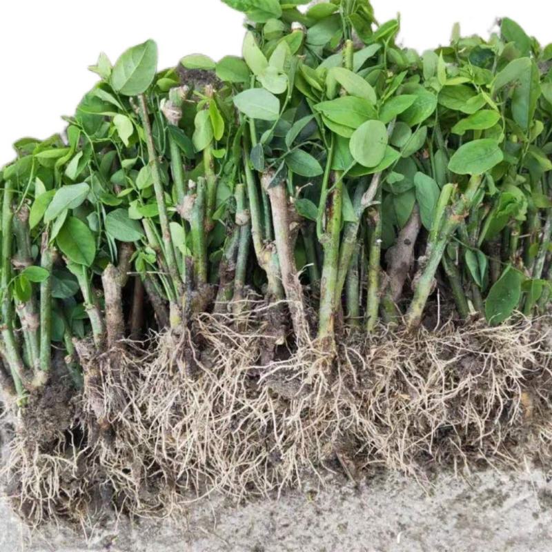 树仔菜苗五指山野菜苗天绿香菜苗野菜苗