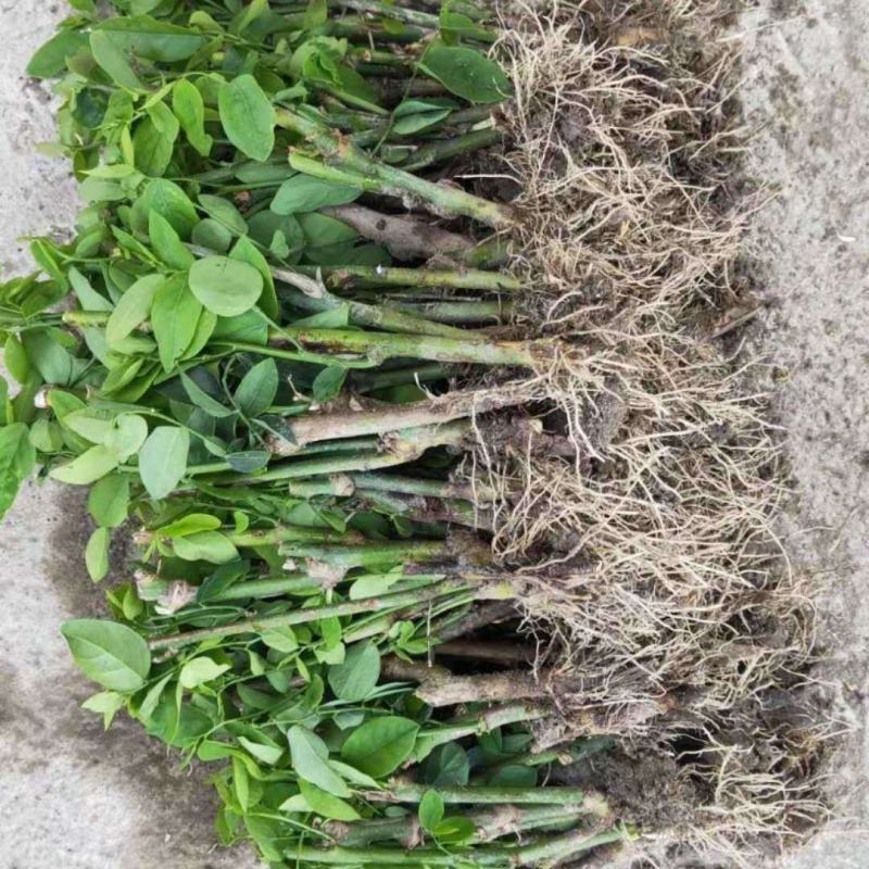 树仔菜苗五指山野菜苗天绿香菜苗野菜苗