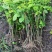 树仔菜苗五指山野菜苗天绿香菜苗野菜苗