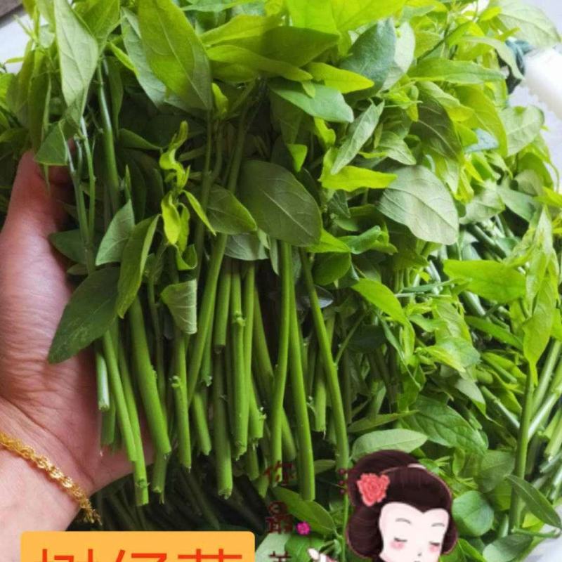 树仔菜苗五指山野菜苗天绿香菜苗野菜苗