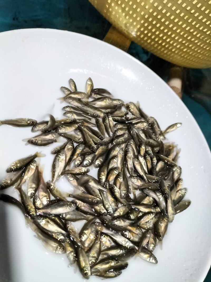 鲤鱼苗，建鲤鱼苗基地直发，支持全国发货欢迎采购