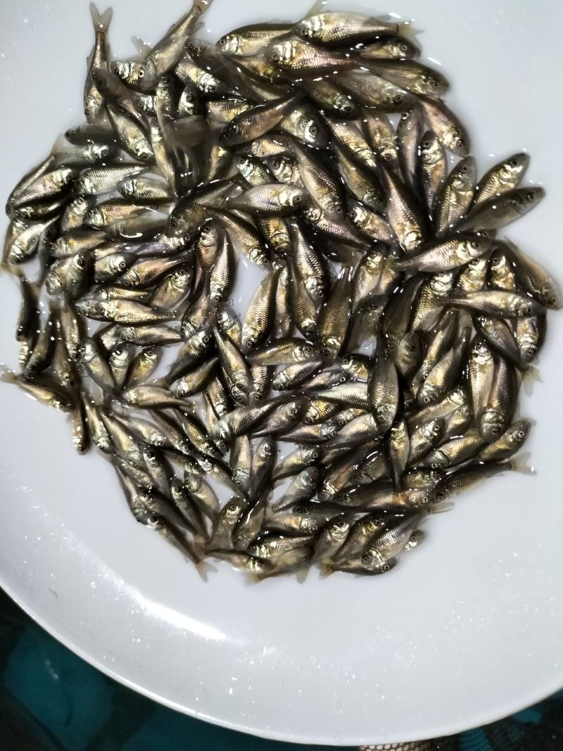 鲤鱼苗，建鲤鱼苗基地直发，支持全国发货欢迎采购