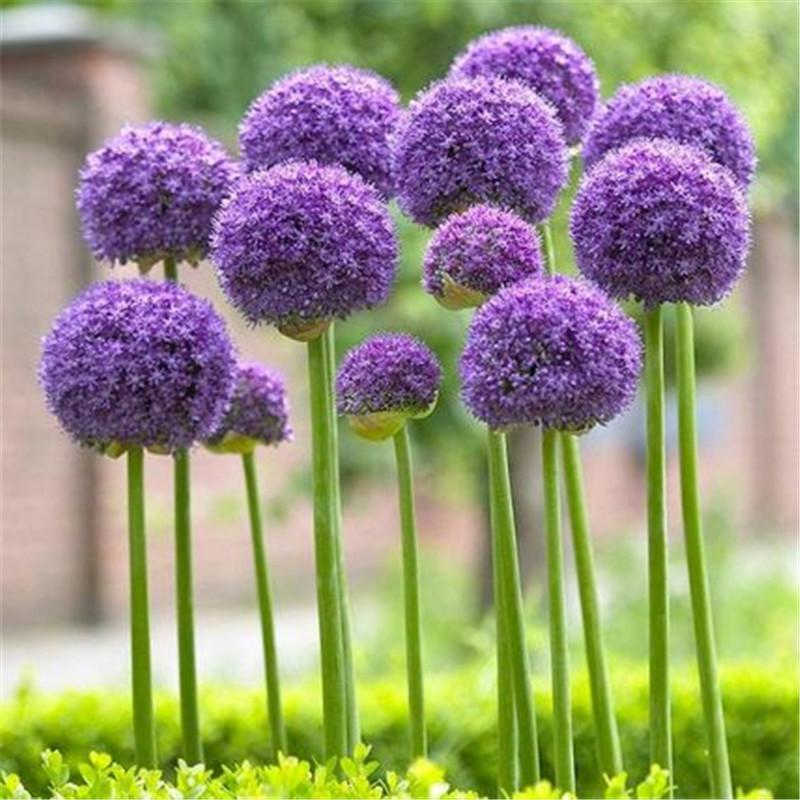 大花葱种子花籽四季开花易种植花卉绿植庭院盆栽花园花海植物