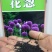 大花葱种子花籽四季开花易种植花卉绿植庭院盆栽花园花海植物