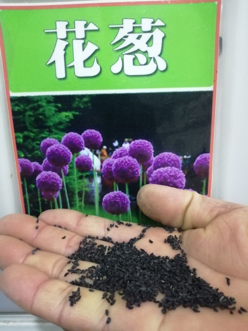 大花葱种子花籽四季开花易种植花卉绿植庭院盆栽花园花海植物