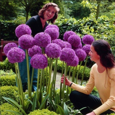 大花葱种子花籽四季开花易种植花卉绿植庭院盆栽花园花海植物