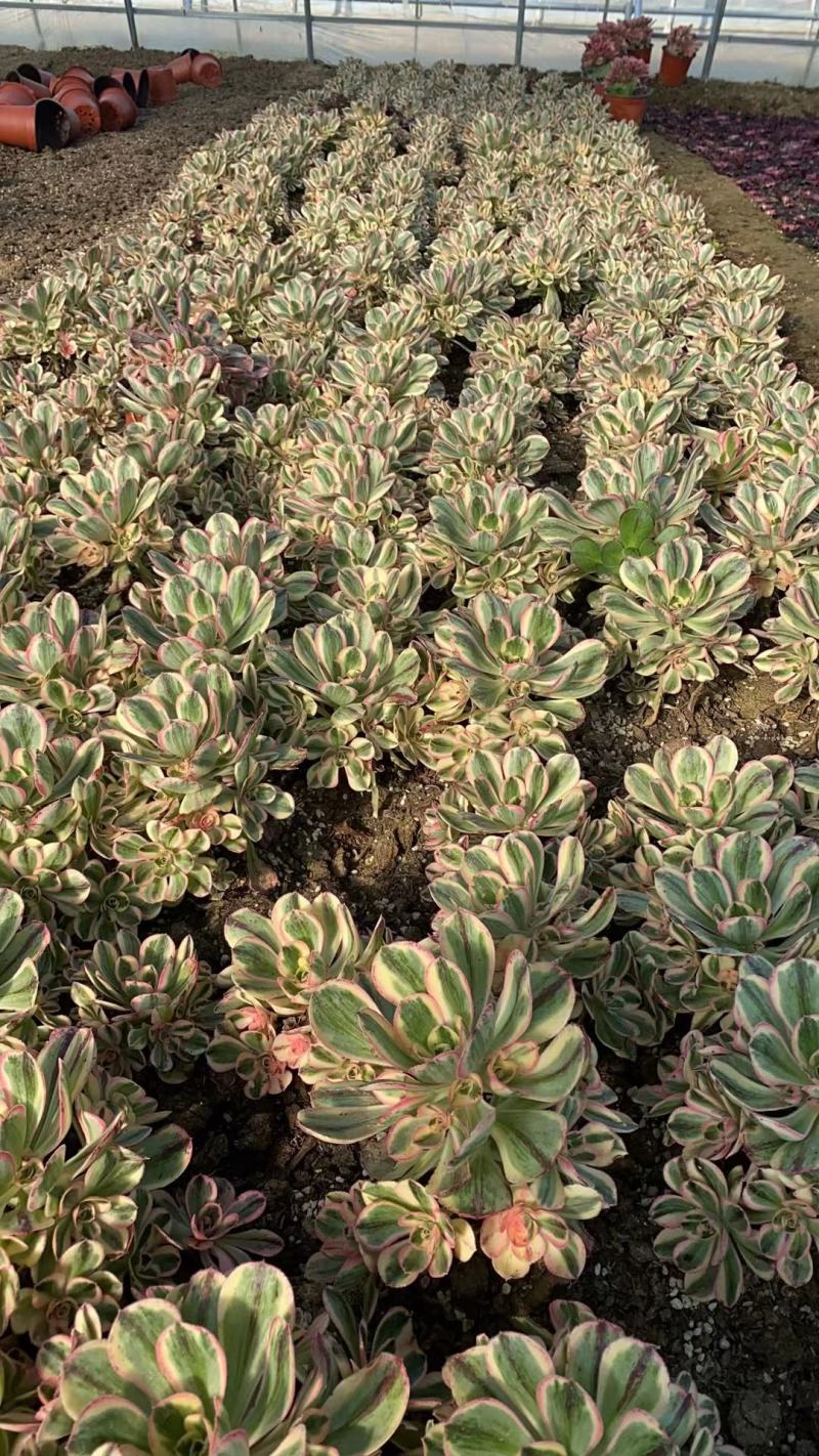 各种多肉植法师锦手捧花女巫青花瓷铜壶超白锦燕姿