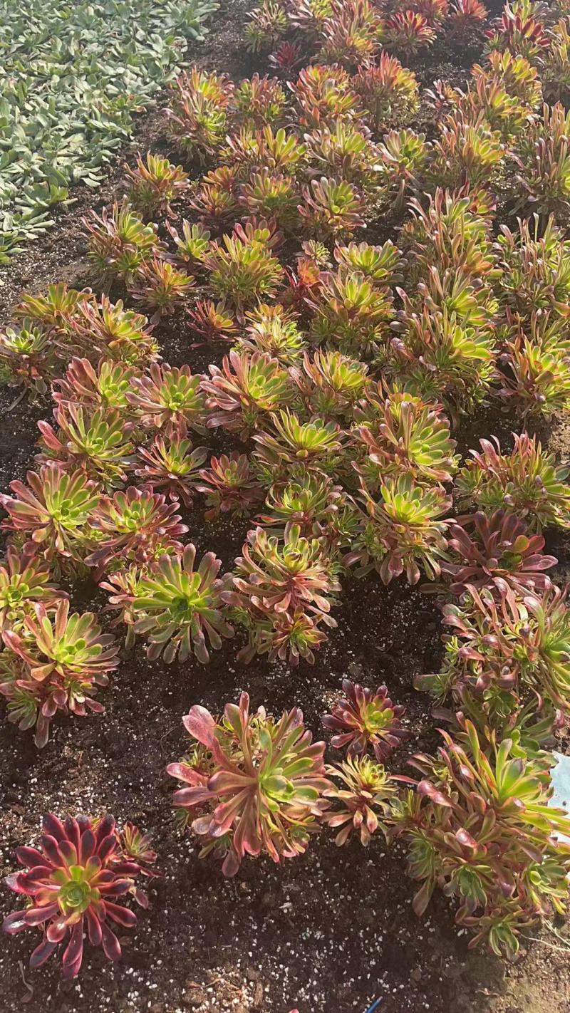 各种多肉植法师锦手捧花女巫青花瓷铜壶超白锦燕姿