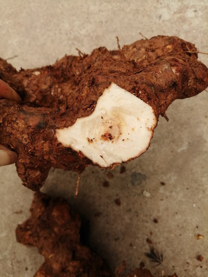 野生土茯苓切片，天然晒干。粉质白肉，无硫