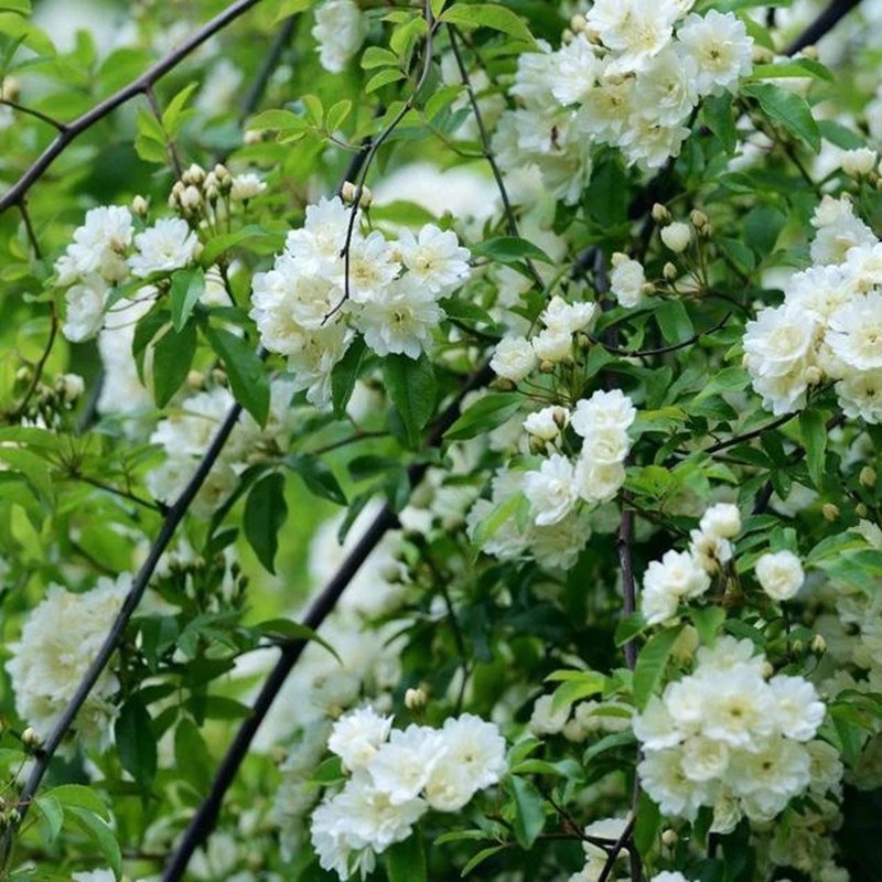 木香苗爬藤植物四季蔷薇月季庭院花卉甜蜜红木香花苗盆栽带花