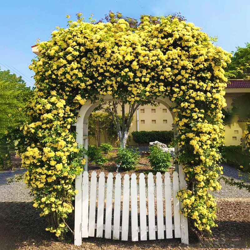 木香苗爬藤植物四季蔷薇月季庭院花卉甜蜜红木香花苗盆栽带花