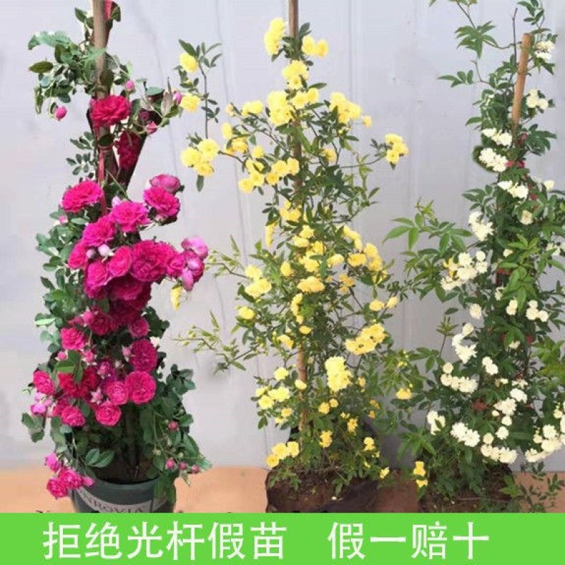 木香苗庭院花卉甜蜜红木香花苗盆栽带花