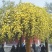 木香苗庭院花卉甜蜜红木香花苗盆栽带花