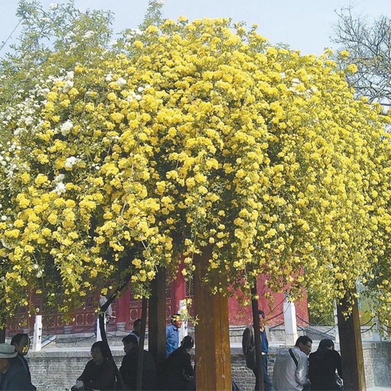 木香苗庭院花卉甜蜜红木香花苗盆栽带花