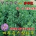 紫花苜蓿种子多年生四季牧草果园绿肥养殖均可羊牛猪鸡鸭鹅兔