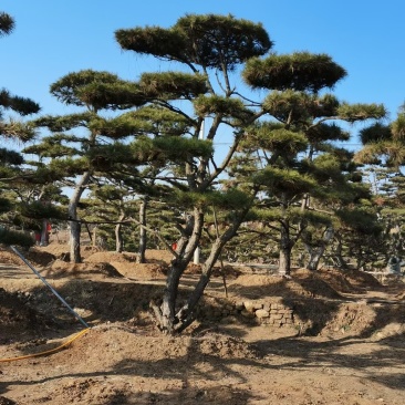 造型松