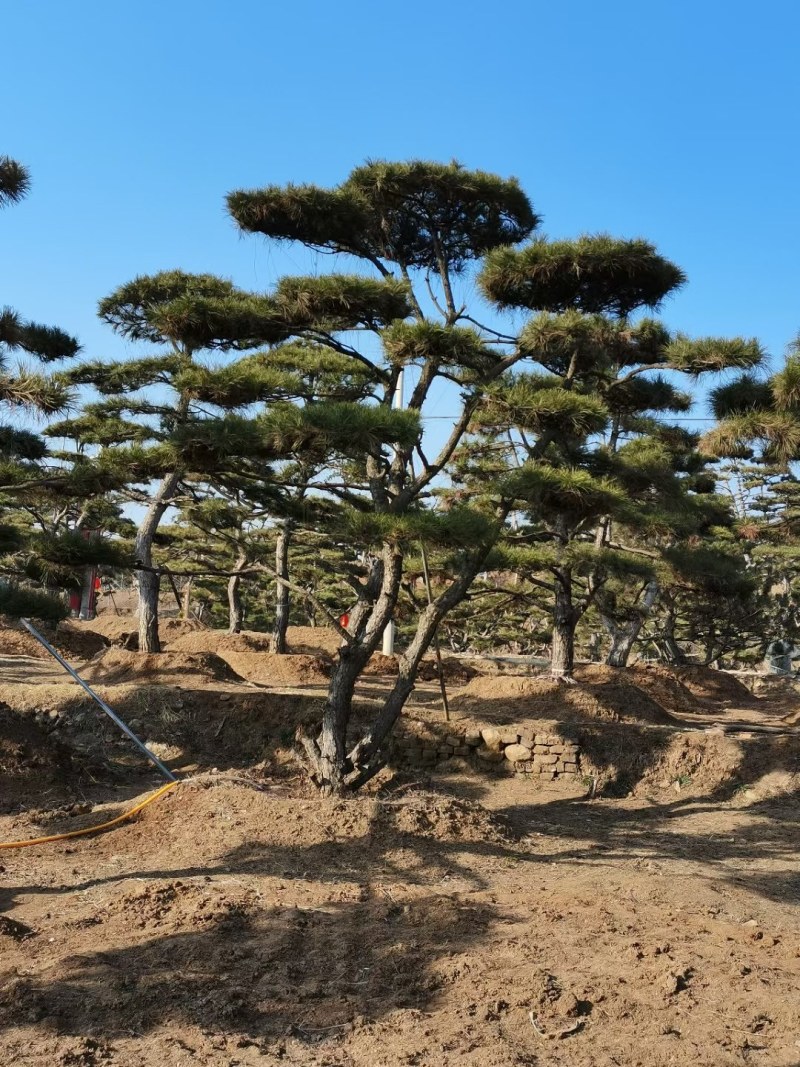 造型松