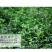 紫花苜蓿种子多年生四季牧草果园绿肥养殖均可羊牛猪鸡鸭鹅兔