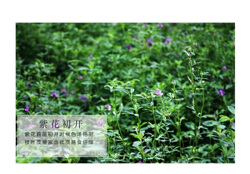 紫花苜蓿种子多年生四季牧草果园绿肥养殖均可羊牛猪鸡鸭鹅兔