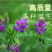 紫花苜蓿种子多年生四季牧草果园绿肥养殖均可羊牛猪鸡鸭鹅兔