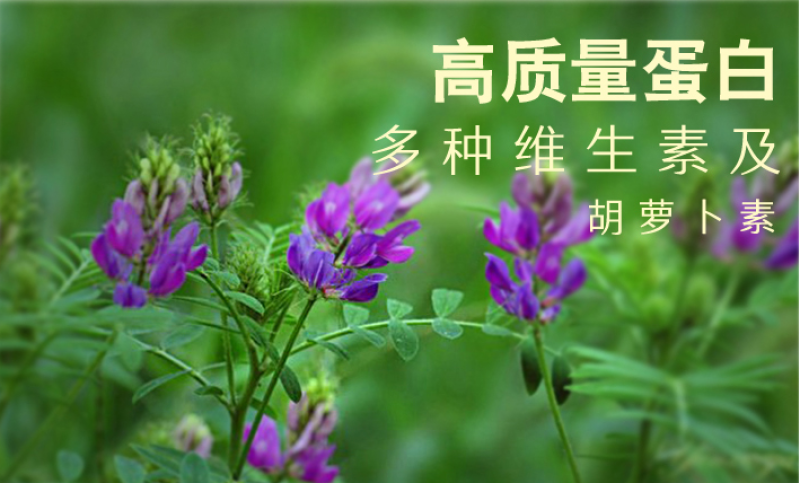 紫花苜蓿种子多年生四季牧草果园绿肥养殖均可羊牛猪鸡鸭鹅兔