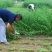 紫花苜蓿种子多年生四季牧草果园绿肥养殖均可羊牛猪鸡鸭鹅兔