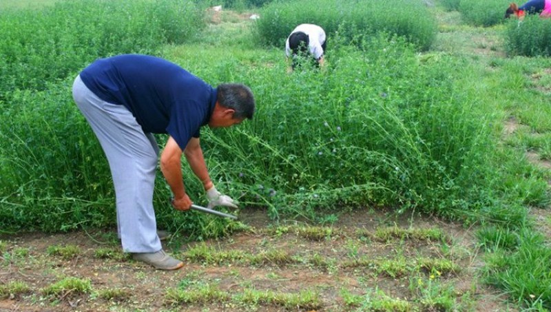 紫花苜蓿种子多年生四季牧草果园绿肥养殖均可羊牛猪鸡鸭鹅兔