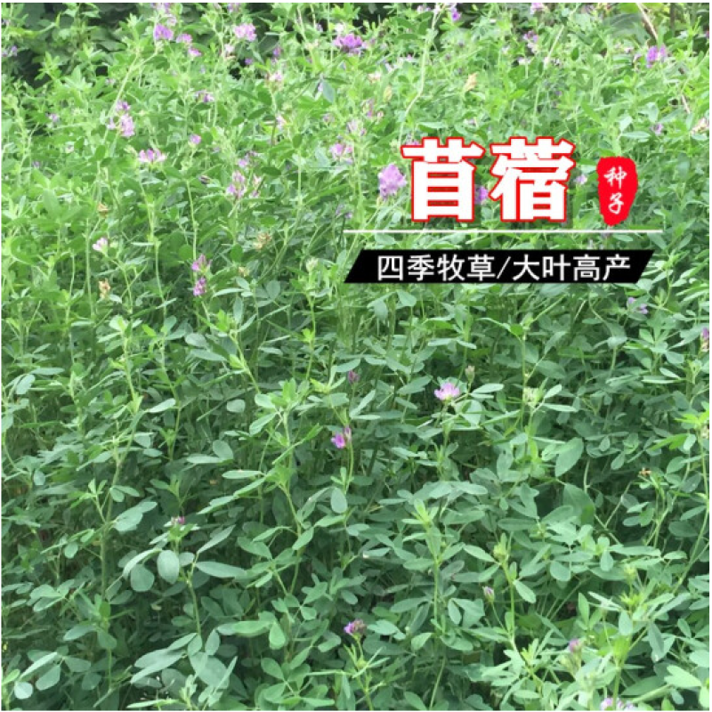 紫花苜蓿种子多年生四季牧草果园绿肥养殖均可羊牛猪鸡鸭鹅兔