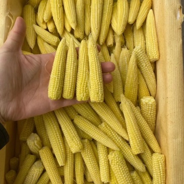 玉米笋大量上市