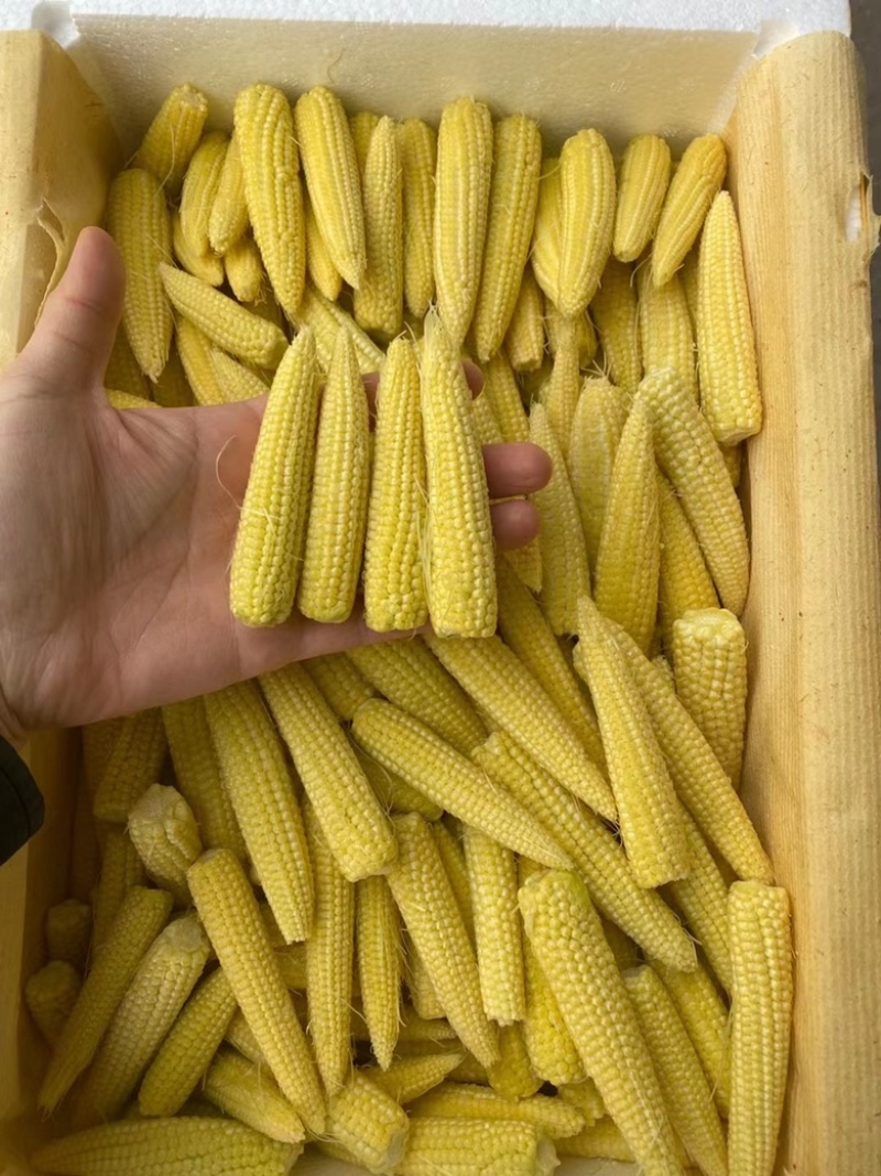 玉米笋大量上市