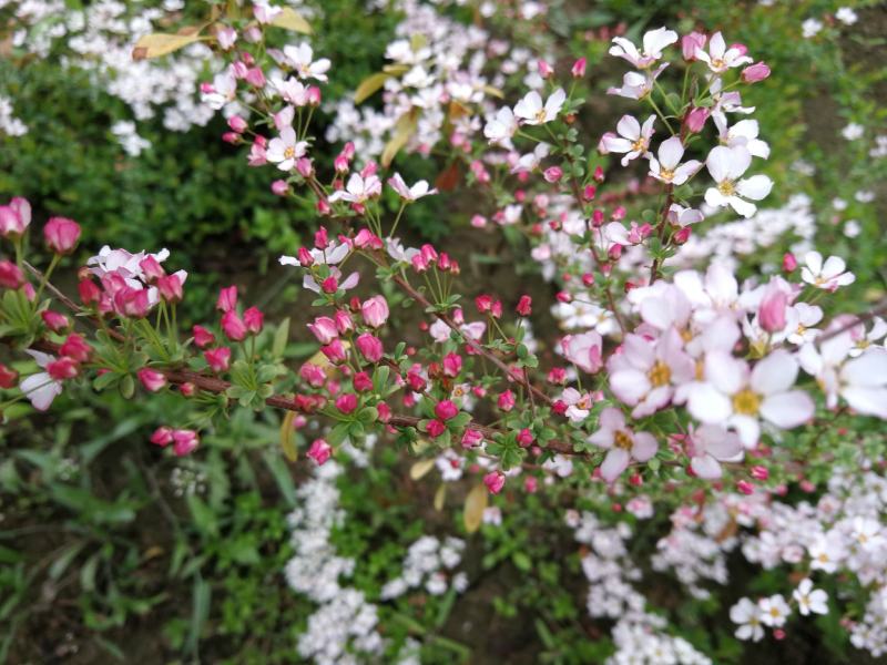 粉色雪柳开花机器全新品种公园试种样板效果很好
