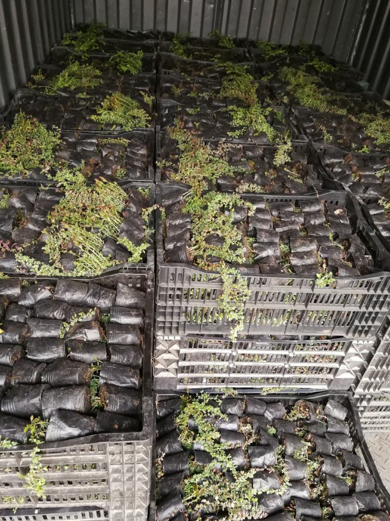 粉色雪柳开花机器全新品种公园试种样板效果很好