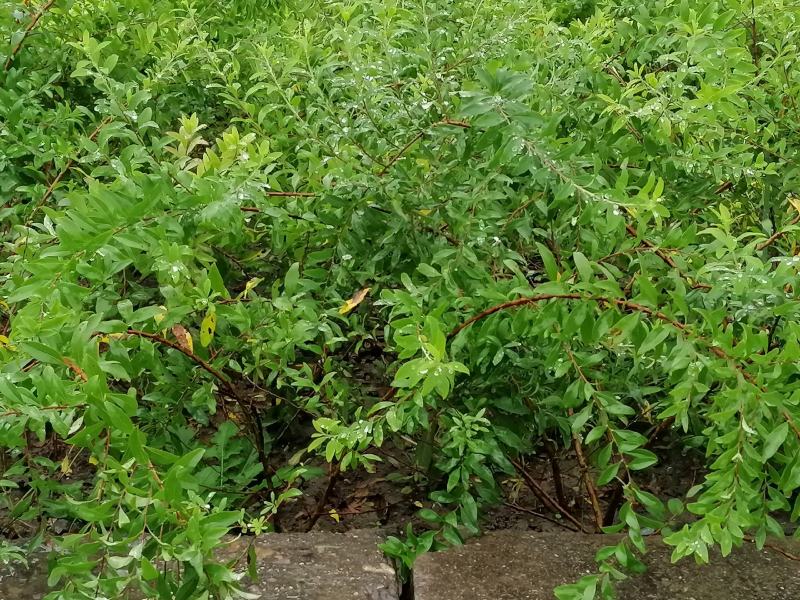 粉色雪柳开花机器全新品种公园试种样板效果很好