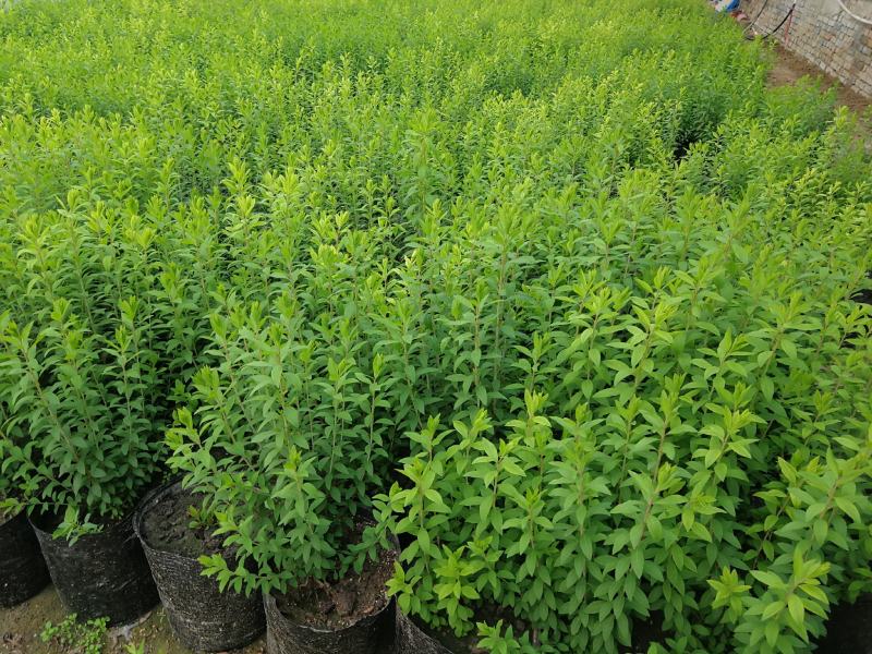 粉色雪柳开花机器全新品种公园试种样板效果很好