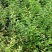 粉色雪柳开花机器全新品种公园试种样板效果很好