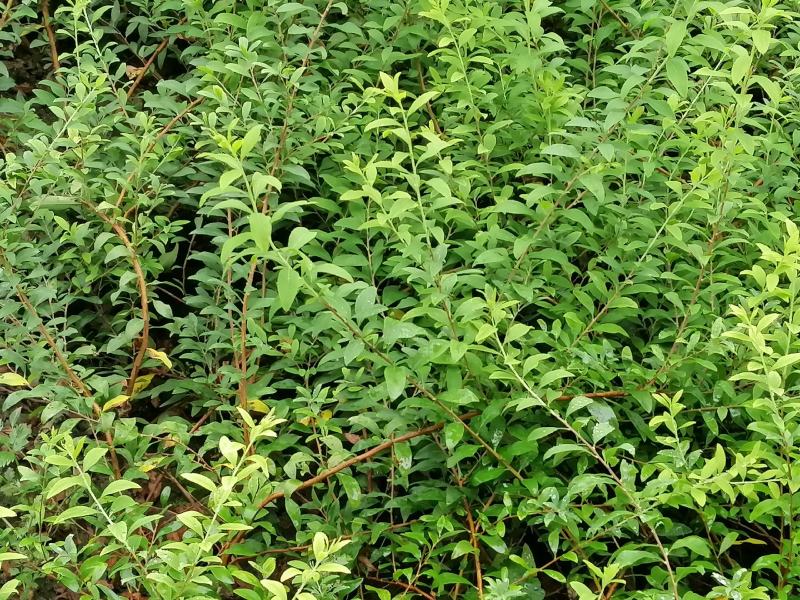 粉色雪柳开花机器全新品种公园试种样板效果很好