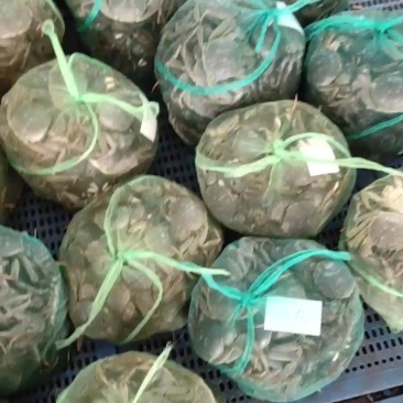 【精品】老头蟹产地直发蟹黄饱满对接各大批发商超市