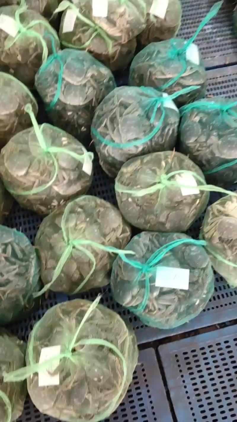 【精品】老头蟹产地直发蟹黄饱满对接各大批发商超市