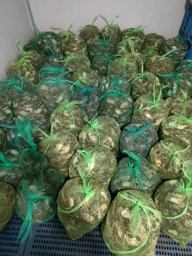 【精品】老头蟹产地直发蟹黄饱满对接各大批发商超市
