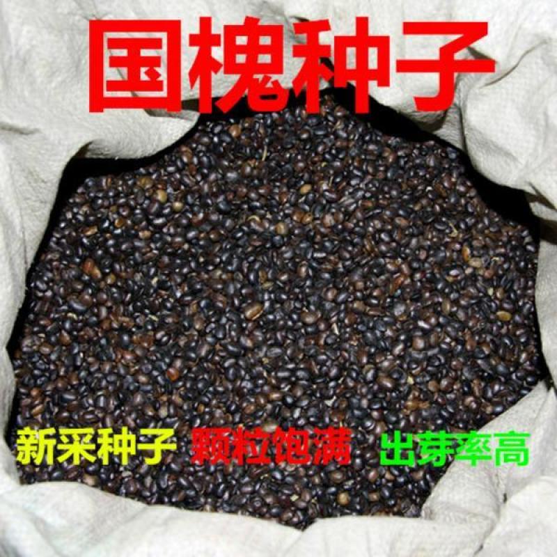 新采国槐种子速生国槐种子国槐树种籽籽槐豆槐连豆籽笨槐家槐