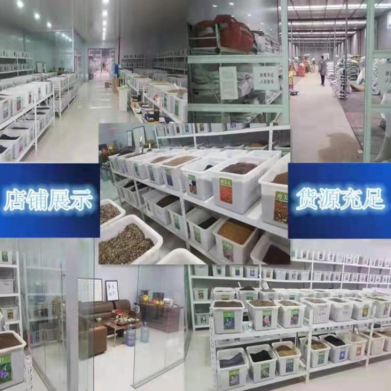 新采国槐种子速生国槐种子国槐树种籽籽槐豆槐连豆籽笨槐家槐