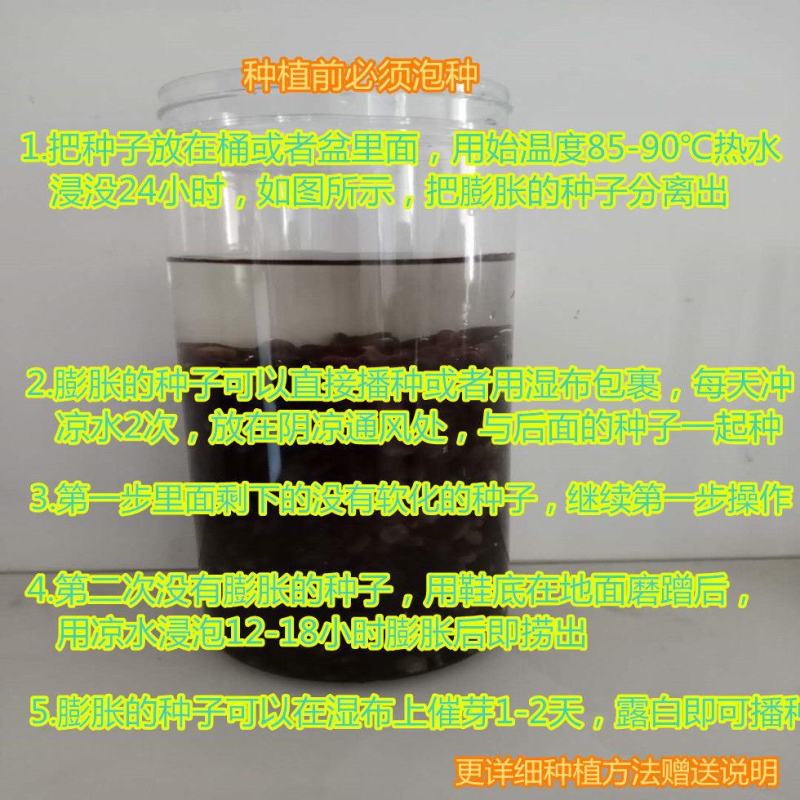 新采国槐种子速生国槐种子国槐树种籽籽槐豆槐连豆籽笨槐家槐