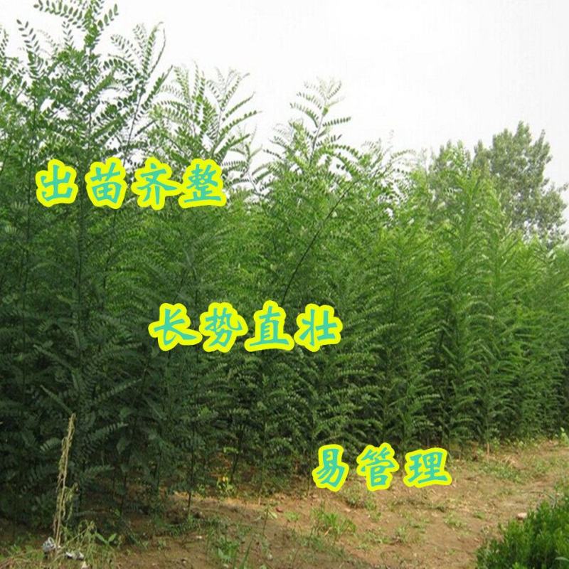 新采国槐种子速生国槐种子国槐树种籽籽槐豆槐连豆籽笨槐家槐