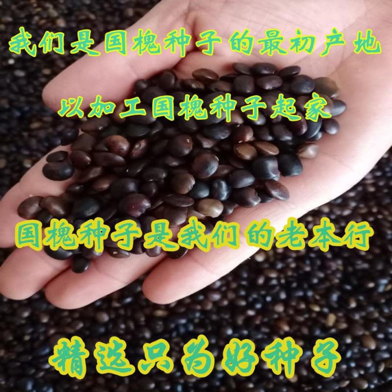 新采国槐种子速生国槐种子国槐树种籽籽槐豆槐连豆籽笨槐家槐